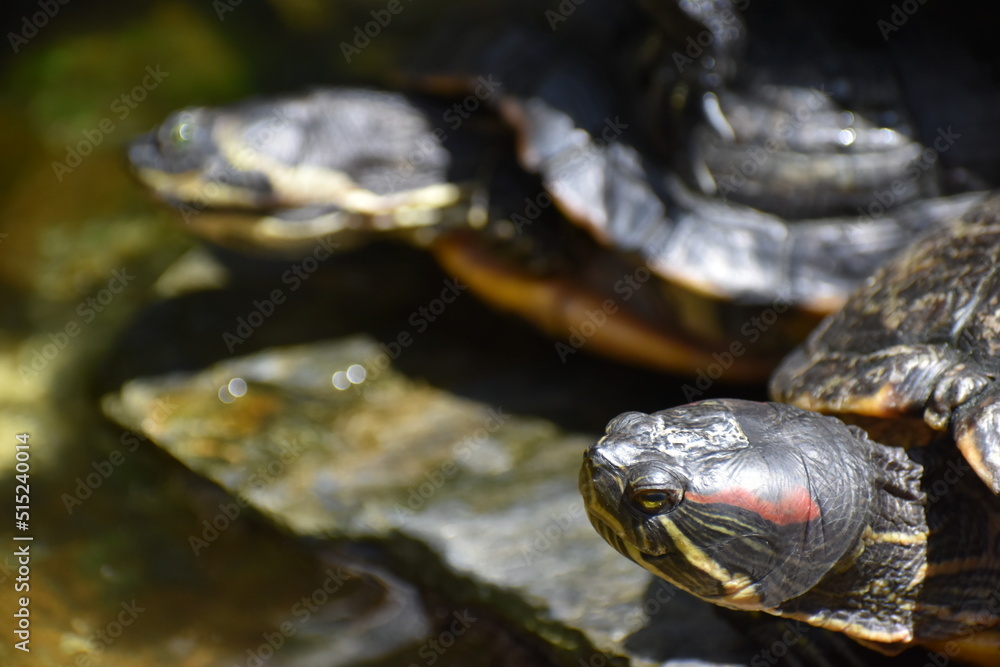 żółw wodno-lądowy  - obrazy, fototapety, plakaty 