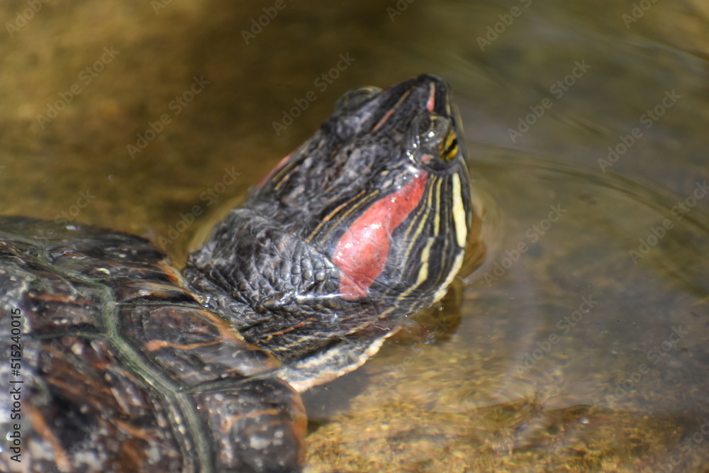 żółw wodno-lądowy  - obrazy, fototapety, plakaty 