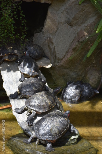 żółw wodno-lądowy  © Olga Korowacka