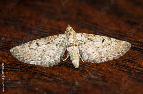 Der Große Wacholder-Blütenspanner (Eupithecia intricata) auf einem Brett.
 photo