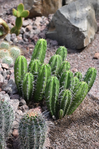 Cereus peruvianus photo