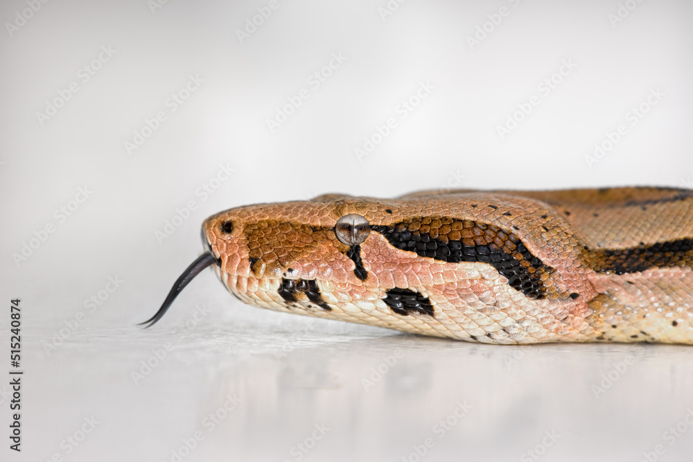 Obraz premium Closeup of a Boa snakes face isolated on white against a bright studio copyspace background. Head of a slithering snake kept as a pet with copy space. Waiting on the floor, calm and ready to attack
