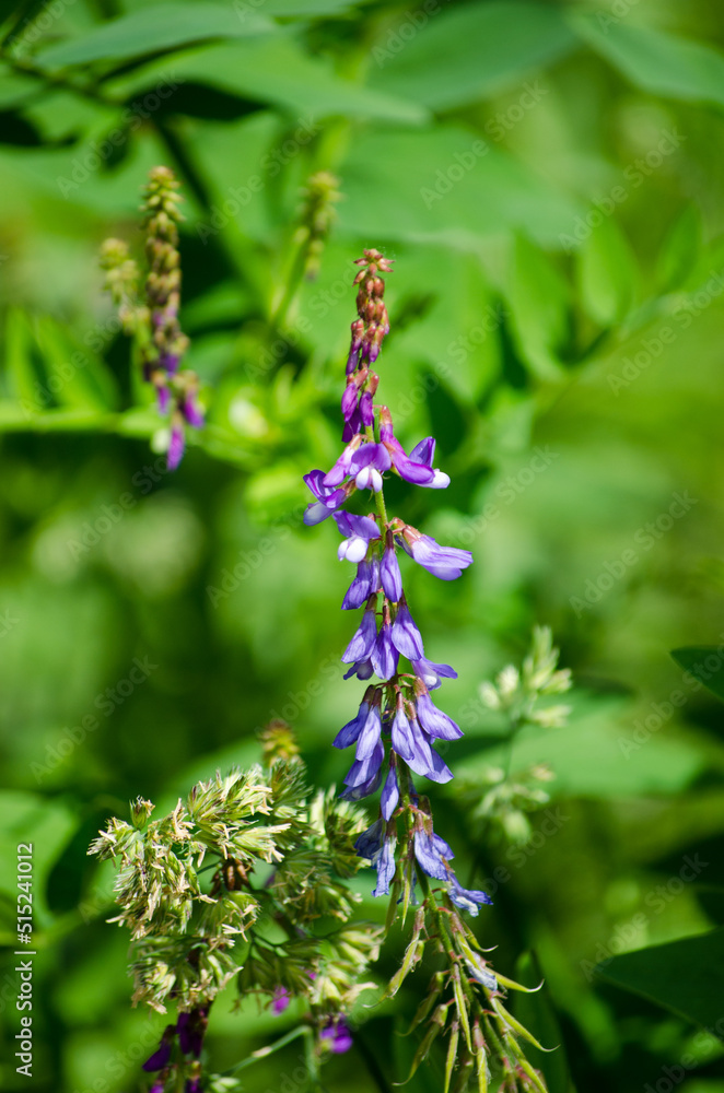 Galega officinalis Galega officinalis