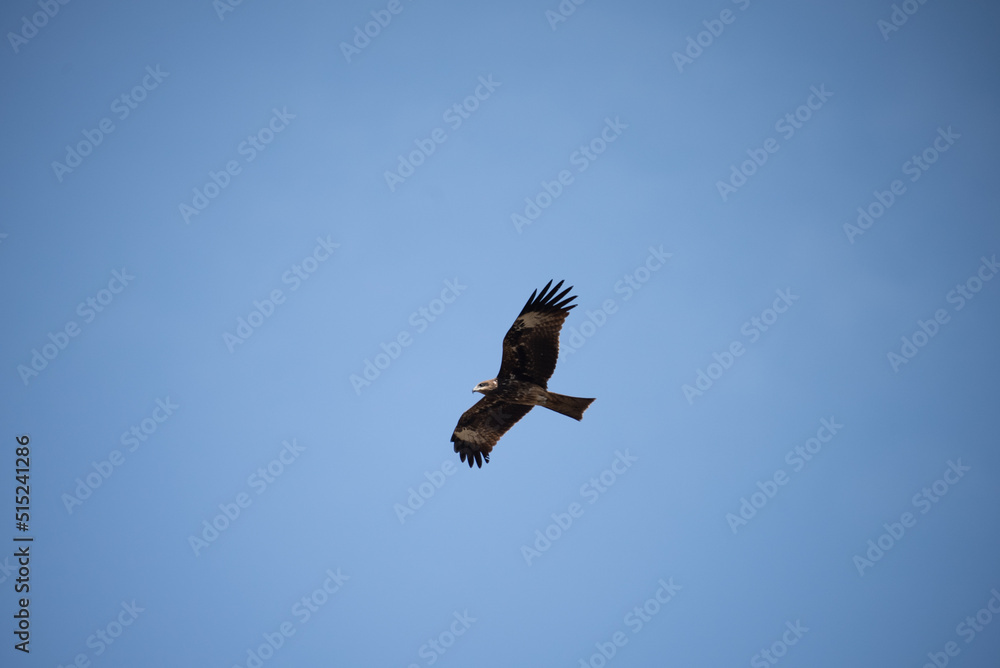 Single eagle flying high in clear sky during daytime Single eagle flying high in clear sky during daytime