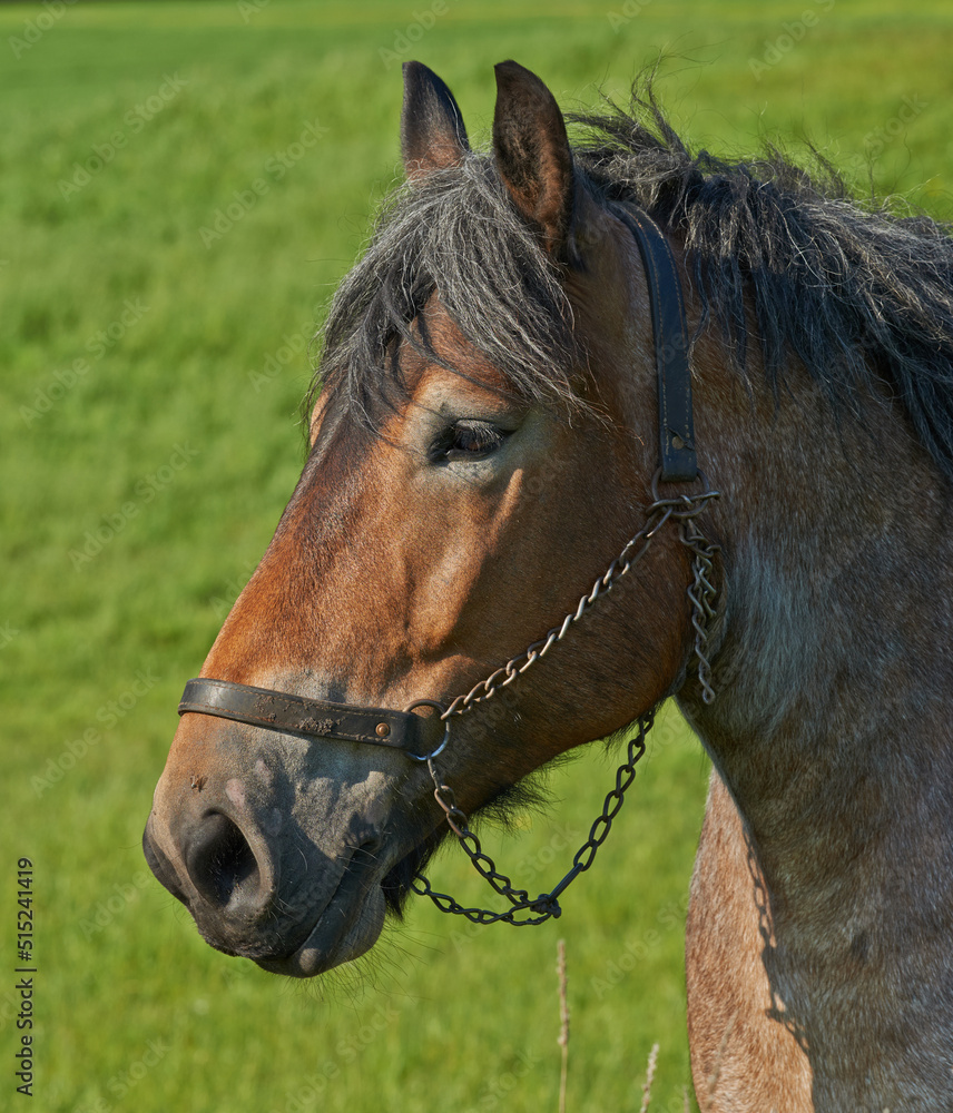 Obraz premium A beautiful brown majestic horse roaming outdoor on a lush field during the daytime. Closeup of a grown mare standing on in green meadow field on a breeding farm with a harness tied to its face.