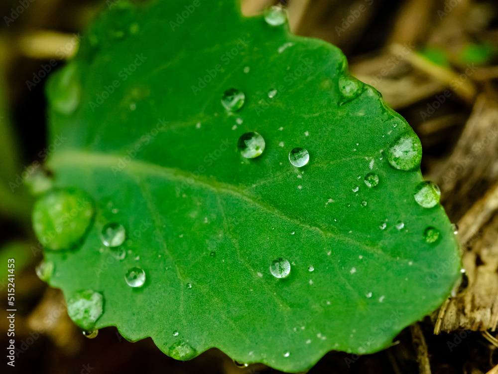 Gotas de orvalho sobre as folhas verdes Gotas de orvalho sobre as folhas verdes