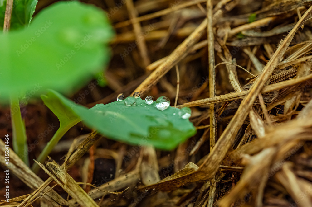 Gotas de orvalho sobre as folhas verdes Gotas de orvalho sobre as folhas verdes