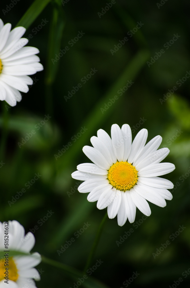 Fototapeta premium Chamomile