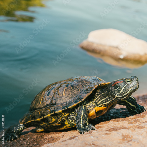 Fototapeta Naklejka Na Ścianę i Meble -  Turtles in Alice Keck Park Memorial Garden, Santa barbara, California.