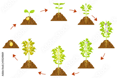 Soybean growth process infographic. Seed germination and stem formation with fruits.