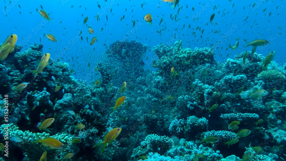 Fototapeta premium Massive school of Lyretail Anthias (Pseudanthias squamipinnis) and Glassfish swims near coral reef. Underwater life on coral reef in the ocean. Red sea, Egypt