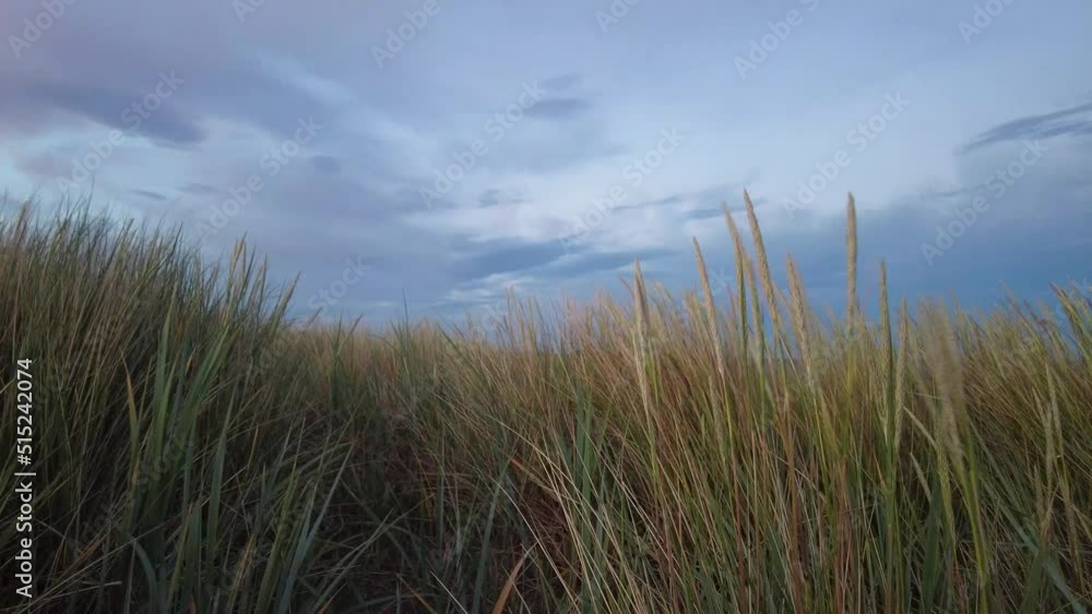 Reveal shot across the sand dunes and marram grass to the Firth of the Tay Reveal shot across the sand dunes and marram grass to the Firth of the Tay