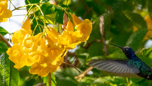 Beija-flor e flores amarelas em meu jardim