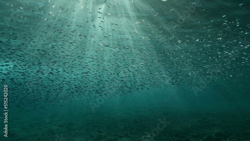 Large school of small fish swims under surface of water in the sun rays on dawn. Red sea, Egypt