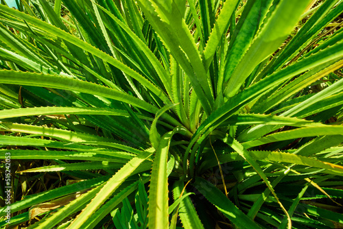 Close up of green pandanus veitchii stems and leaves growing in a garden on a sunny day. .Variety of fresh screw pine prickly plants in a backyard. A close-up of a bushy plant with a thorny hedge.