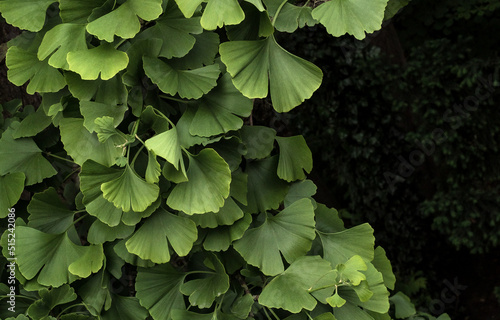 Foliage of Ginkgo biloba on a tree with frame for text on dark background. Gingko is used to improve memory in herbal medicine and homeopathic therapy. Green leaves of Ginko. photo