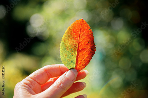 Closeup natural autumn fall view woman hands holding red orange leaf on dark park background. Inspirational nature october or september wallpaper. Change of seasons concept.