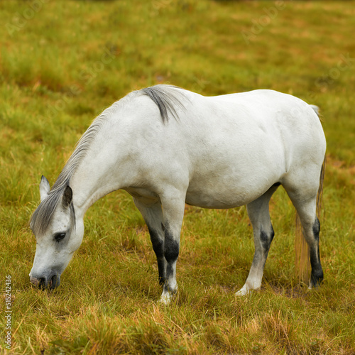One white horse grazing on a field alone outside. An animal standing on a green farm land or a pasture on a sunny day. Pony eating on a lush spring landscape. A wild foal feeding on rural farmland