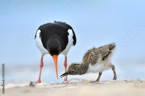 Austernfischer Haematopus ostralegus photo