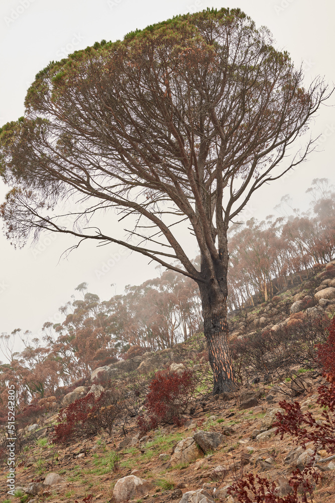 Tall trees growing on a mountain landscape on a misty morning in South Africa with copyspace. A cold day in nature, forest with bushes and plants. Woods after a wildfire caused environmental damage Tall trees growing on a mountain landscape on a misty morning in South Africa with copyspace. A cold day in nature, forest with bushes and plants. Woods after a wildfire caused environmental damage
