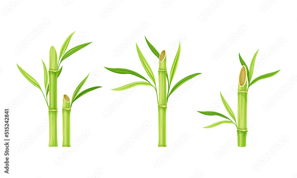Obraz premium Green fresh bamboo stems with leaves vector illustration