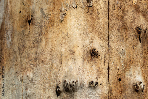 Tree trunk without bark photo