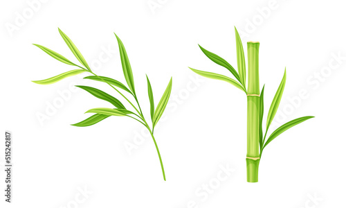 Bamboo stems with leaves. Green decoration elements vector illustration
