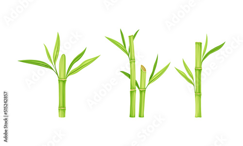 Bamboo sticks with leaves set. Fresh green decor elements vector illustration