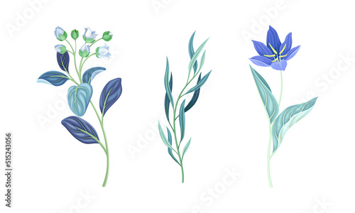 Set of wild spring and summer flowers, herbaceous plants vector illustration