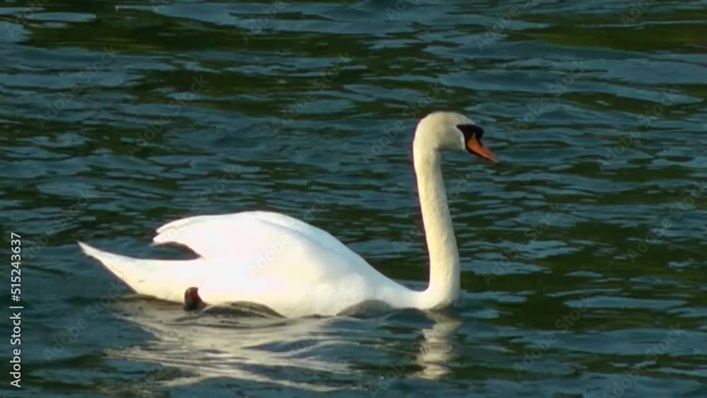 Solitary swan (Adda river, Italy) Solitary swan (Adda river, Italy)