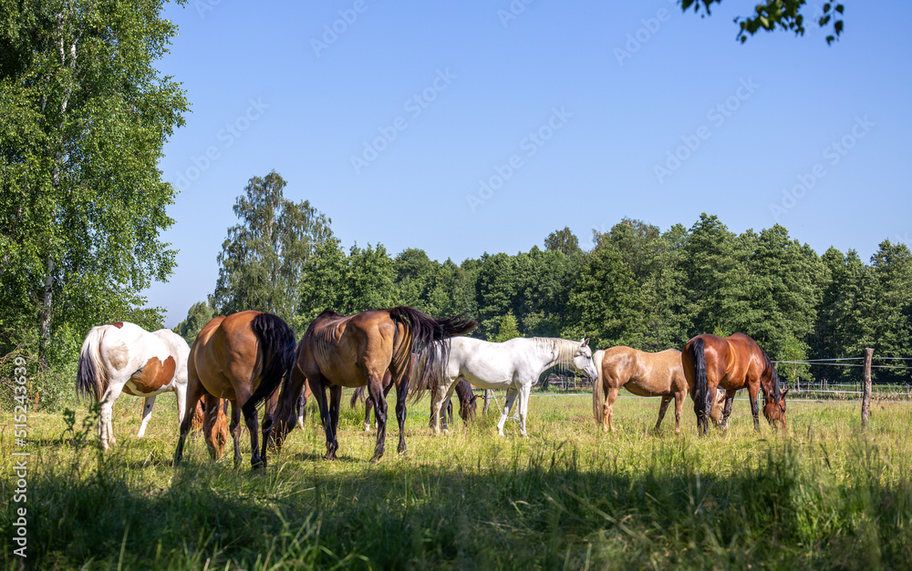 A herd of horses on the meadow in summer. White, bay, black