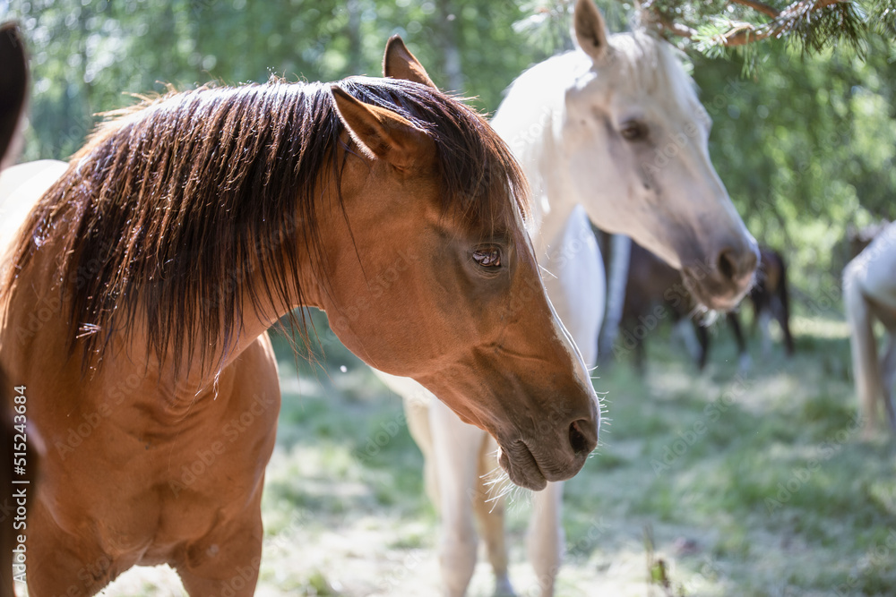 Obraz premium A portrait of a white and bay horse in the forest