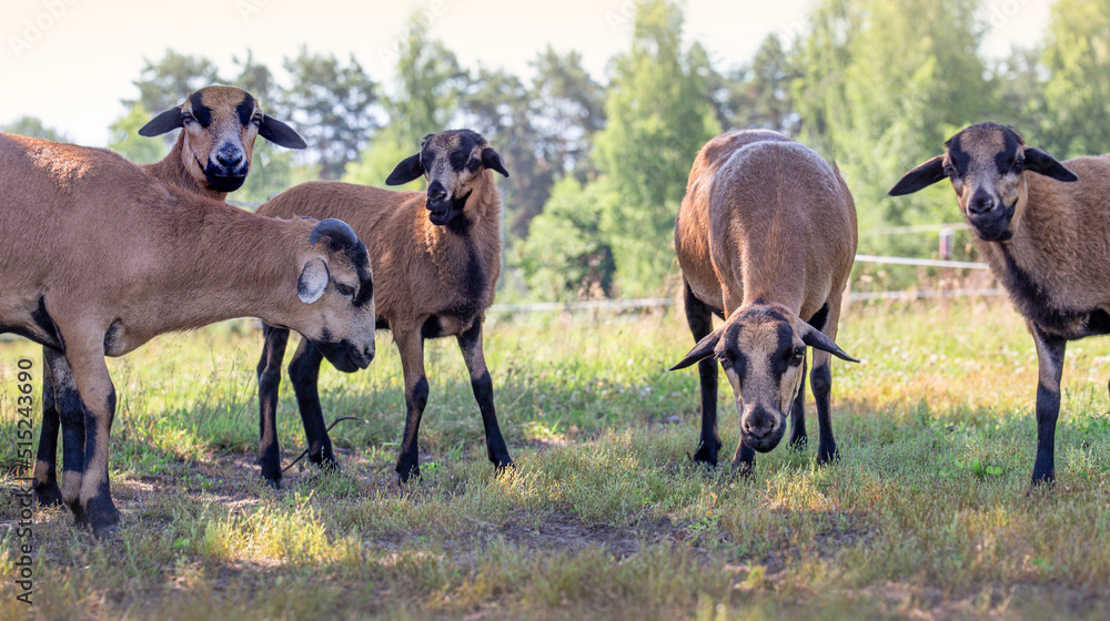 Obraz premium Animals on the farm. Cameroon sheep