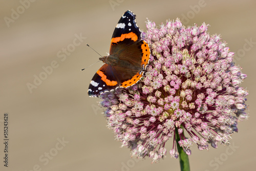 Red admiral butterfly sucking nectar from a vibrant pink flower in the garden outdoors with copyspace. Vanessa Atalanta insect with colourful wings landing on a plant on a sunny day during springtime