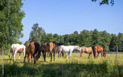 A herd of horses on the meadow in summer. White, bay, black