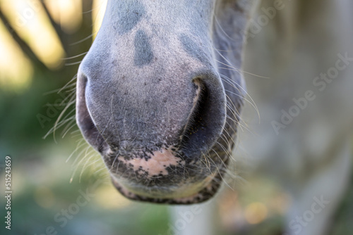 Horse detail. Close-up of the muzzle