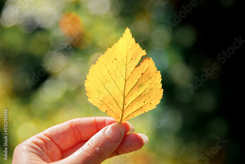 Closeup natural autumn fall view woman hands holding yellow leaf on dark park background. Inspirational nature october or september wallpaper. Change of seasons concept.