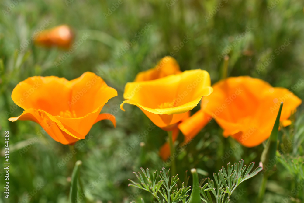 Orange and red flowers of Eschscholzia close-up from the genus Papaveraceae Orange and red flowers of Eschscholzia close-up from the genus Papaveraceae