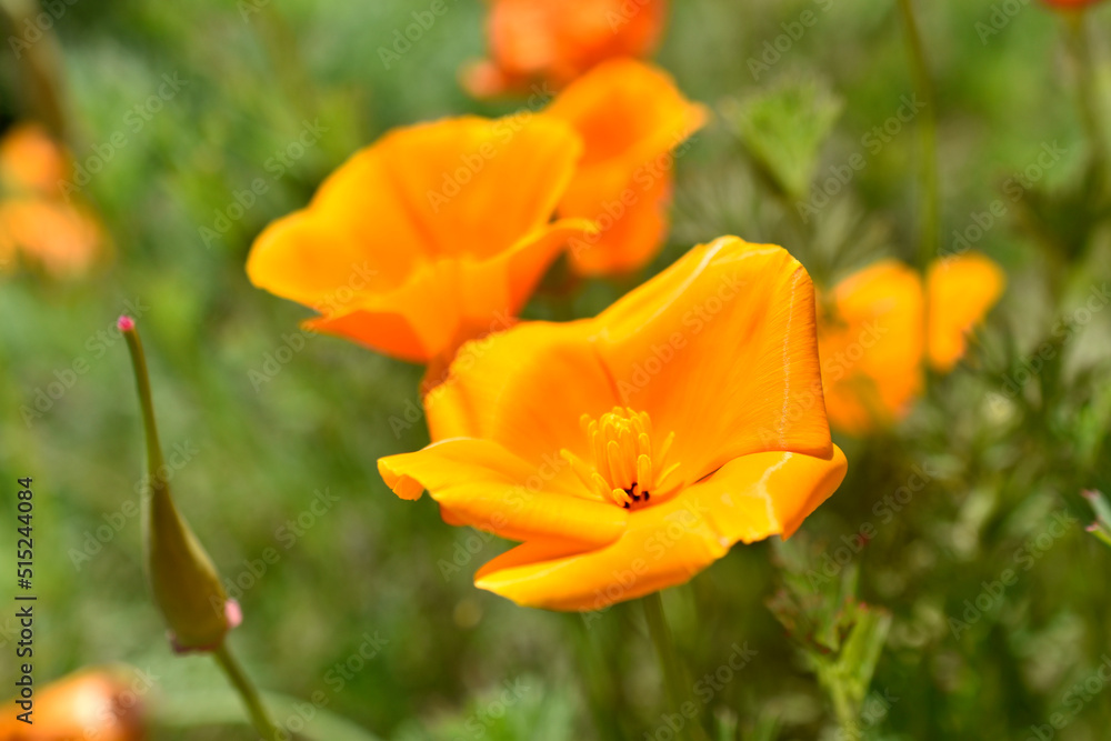 Orange and red flowers of Eschscholzia close-up from the genus Papaveraceae Orange and red flowers of Eschscholzia close-up from the genus Papaveraceae