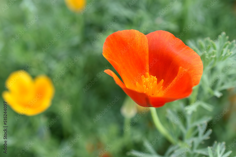 Orange and red flowers of Eschscholzia close-up from the genus Papaveraceae Orange and red flowers of Eschscholzia close-up from the genus Papaveraceae