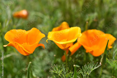 Orange and red flowers of Eschscholzia close-up from the genus Papaveraceae