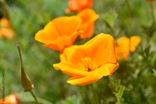 Orange and red flowers of Eschscholzia close-up from the genus Papaveraceae