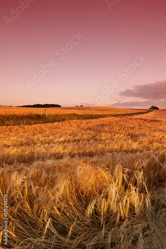 A cornfield at sunset with a sky background and copyspace. Organic rural farmland with ripe wheat or barley and copyspace. Rye growing in a countryside field, sustainable farming and agriculture