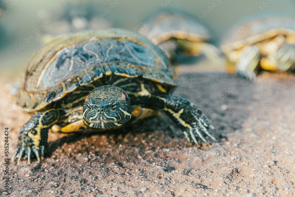 Turtles in Alice Keck Park Memorial Garden, Santa barbara, California. Turtles in Alice Keck Park Memorial Garden, Santa barbara, California.