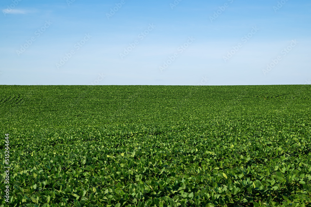 Rolling hillside of soybeans on a sunny late afternoon summer day. Glycine max commonly known as soybean in North America or soya bean is a species of legume grown for its edible bean. 
