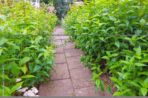 Bushes and shrubs of chinese figwort growing along a paved garden path in botanical nursery. Cultivating scrophularia ningpoensis or ningpo figwort plants for traditional chinese homepathy medicine photo