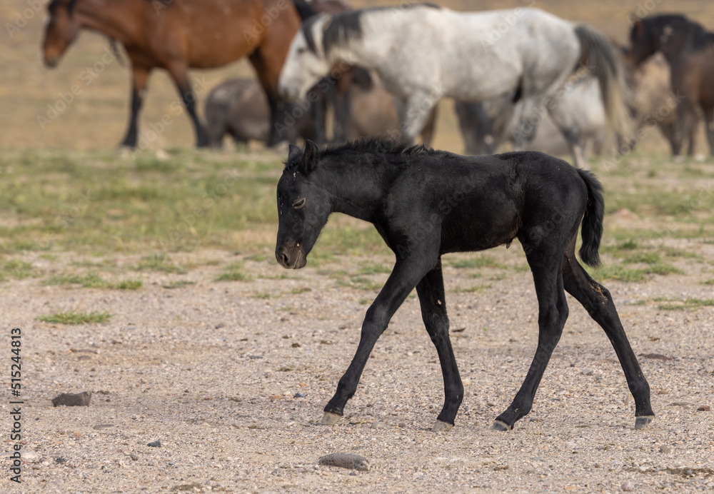 Cute Wild Horse Foal in the Utah Desert