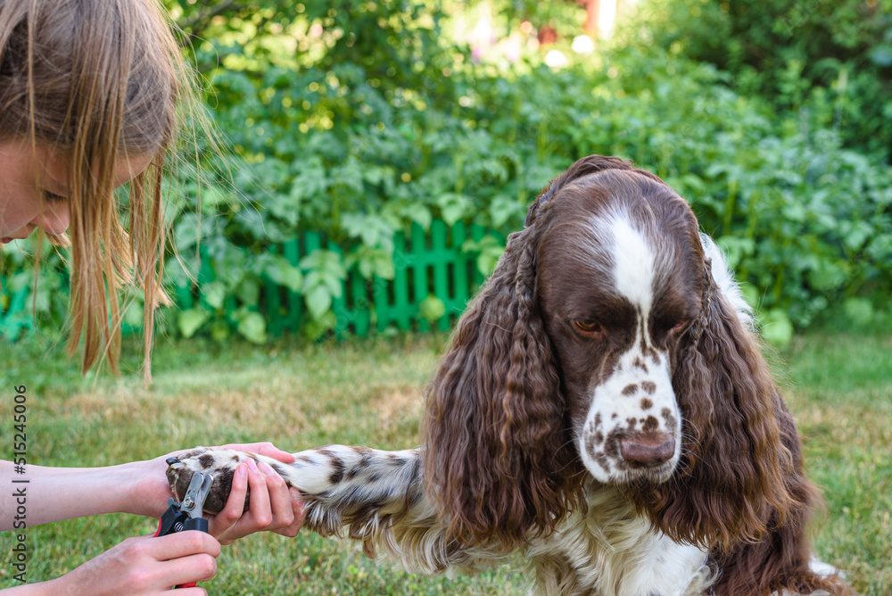 A young girl cuts the nails on the paws of an English Springer Spaniel dog. A young girl cuts the nails on the paws of an English Springer Spaniel dog.