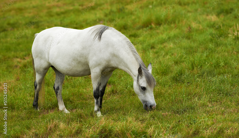 A beautiful white horse grazing on a lush green pasture outside on a farm or ranch. One animal standing on farmland on a sunny day. A tranquil horse eating fresh green grass on a spring landscape