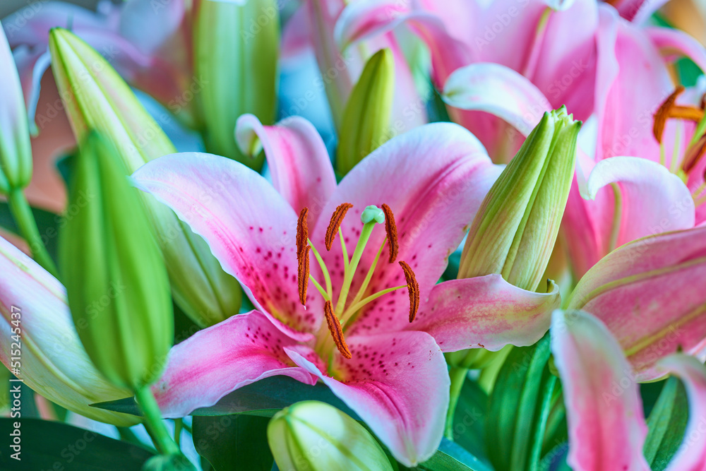 Closeup of garden filled with pink lily flowers in summer. Lilium blooming on lawn in spring from above. Pretty flowering plants budding in a natural environment. Lilies blooming in a nature reserve